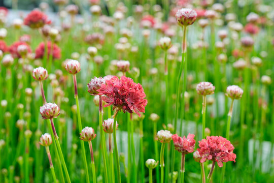 The buds and red flowers of the Armeria pseudarmeria in a garden center for sale. Also known as english grass, lady's cushion, thrift, ballerina red and sea pink. Background with selective focus. 