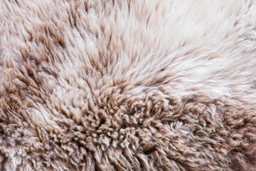 Background of a soft warm sheep fur in white and brown or beige. Closeup of wool sheep fleece skin...
