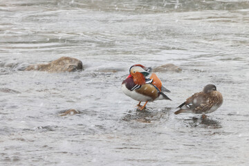 The mandarin duck (Aix galericulata) is a perching duck species native to the East Palearctic. This...