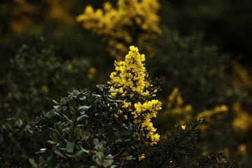 Yellow flowers