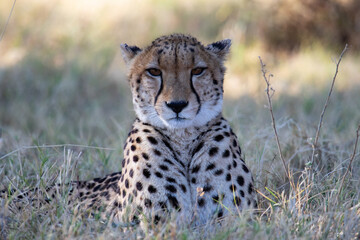 portrait of a cheetah in botswana