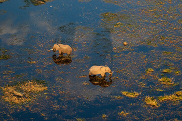 elephants in the okavango delta