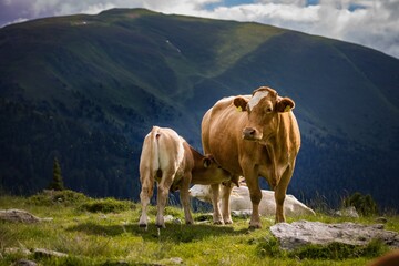 A sturdy, gentle creature with a massive frame, the bovine, or cow, is known for its placid...