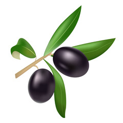 Realistic of Black Olives Branch Isolated. Greek Nature Food. Design for Olive Oil, Natural Cosmetics, Health Care Products. Vector Illustration.