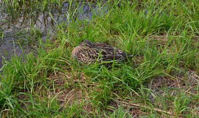 Naklejka na ściany i meble a duck is sitting in the grass by the water