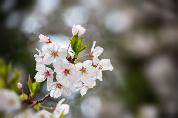 桜の花をモチーフにした背景素材