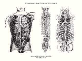 Set of Human Anatomy Illustrations - The Torso, Spine and Ribs