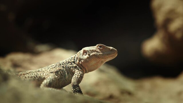 Close-up of spiny-tailed lizard  Standing on a rock and looking around