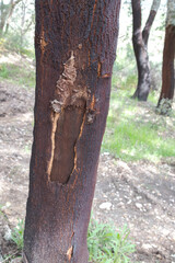 Detail of cork oak trunk with cork is extracted, and new layers are formed in the 