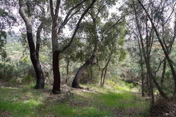 Natural landscape of cork oaks with cork in the region of 