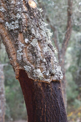 Detail of cork oak trunk with cork is extracted, and new layers are formed in the "Tras os Montes" region. Protected tree