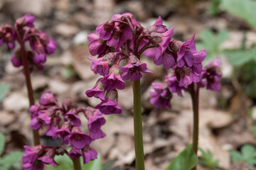 bright pink flowers of bergenia elephants ears
