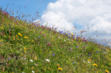 Wildflower meadow in the Alps, with bluebells, clover, buttercups, daisies and grasses
