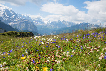 Wildflower meadow in the Alps, with bluebells, clover, buttercups, daisies and grasses
