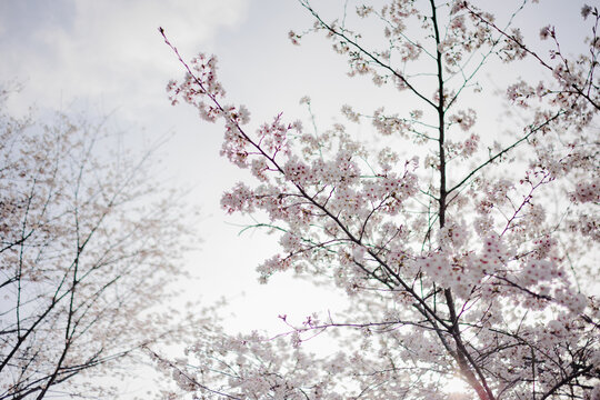 Cherry blossom in Japan. It is not AI generative image.