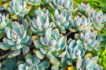 花壇で育った多肉植物(ピンクムーン)