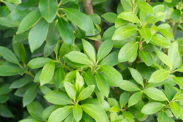 真夏の都会の道路脇で見つけた成長する緑
