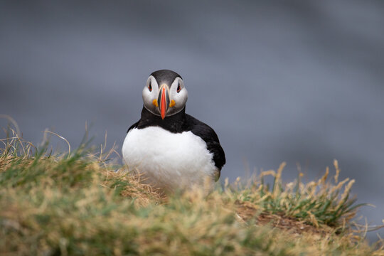 Puffin in Iceland