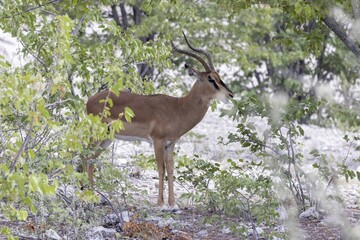 Picture of a male Impala in Etosha National Park in Namibia