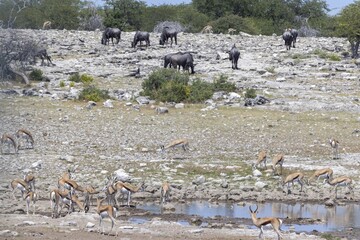 Picture of different animals drinking at an waterhole in Etosha National Park in Namibia