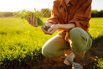 Young woman farmer in a wheat field examines green wheat sprouts. Concept of agriculture,...