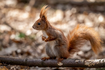Squirrel in the park in spring