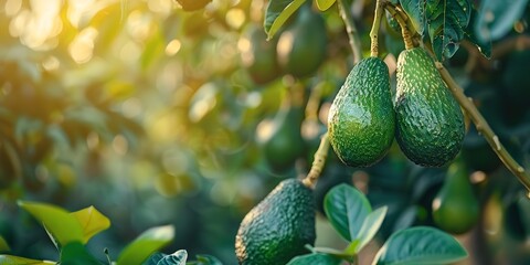 In a tropical avocado garden, healthy green avocado fruits are strung from lovely green trees as the sun shimmers through greenery and space, Generative AI.