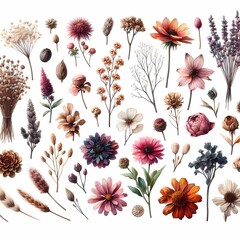 different wild flowers on a plain background, flowers collection, illustration