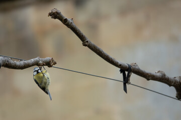Blue tit Cyanistes Caeruleus hanging upside down from a branch with a blurred background