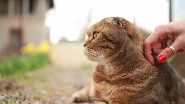 Red tabby cat in nature.