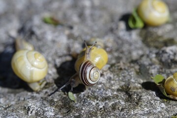 The snail, a gastropod mollusk, navigates its environment using a muscular foot and carries its...