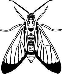 Stink Bug sketching 1
