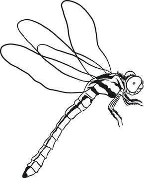 Dragonfly sketch 2