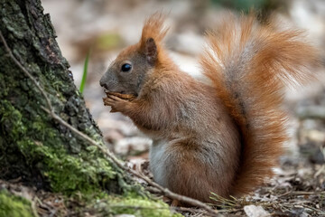 Red squirrel eating a nut in the park