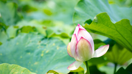 麻機緑地公園の夏