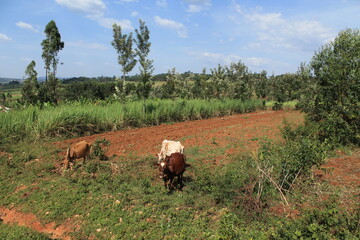 cows in kenyan field with red soil