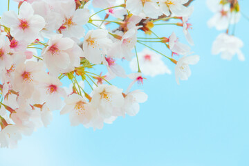 Beautiful cherry blossoms in full bloom with a blue sky background.
