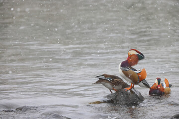 The mandarin duck (Aix galericulata) is a perching duck species native to the East Palearctic. This...
