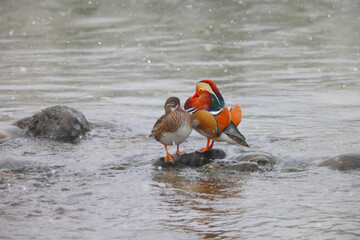 The mandarin duck (Aix galericulata) is a perching duck species native to the East Palearctic. This photo was taken in Japan.