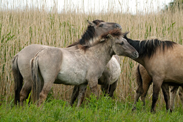 Fototapeta premium Cheval sauvage d'Europe, Tarpan , Equus caballus, réserve d’Oostvaardersplassen, Pays Bas