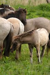 Cheval sauvage d'Europe, Tarpan , Equus caballus, r&eacute;serve d&rsquo;Oostvaardersplassen, Pays Bas