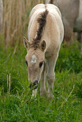 Naklejka na ściany i meble Cheval sauvage d'Europe, Tarpan , Equus caballus, réserve d’Oostvaardersplassen, Pays Bas