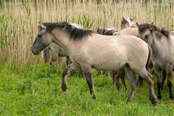 Cheval sauvage d'Europe, Tarpan , Equus caballus, réserve d’Oostvaardersplassen, Pays Bas