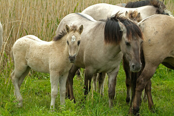 Cheval sauvage d'Europe, Tarpan , Equus caballus, réserve d’Oostvaardersplassen, Pays Bas