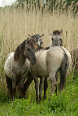 Obraz na płótnie Canvas Cheval sauvage d'Europe, Tarpan , Equus caballus, réserve d’Oostvaardersplassen, Pays Bas