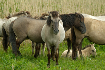 Obraz premium Cheval sauvage d'Europe, Tarpan , Equus caballus, réserve d’Oostvaardersplassen, Pays Bas