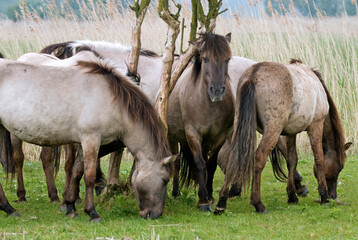 Cheval sauvage d'Europe, Tarpan , Equus caballus, réserve d’Oostvaardersplassen, Pays Bas