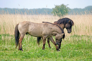 Fototapeta premium Cheval sauvage d'Europe, Tarpan , Equus caballus, réserve d’Oostvaardersplassen, Pays Bas