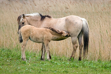 Cheval sauvage d'Europe, Tarpan , Equus caballus, réserve d’Oostvaardersplassen, Pays Bas