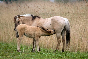 Cheval sauvage d'Europe, Tarpan , Equus caballus, réserve d’Oostvaardersplassen, Pays Bas